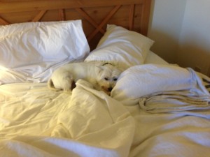 This traveling is so rough!