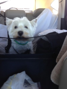 But WHY can't I sit in the front seat?