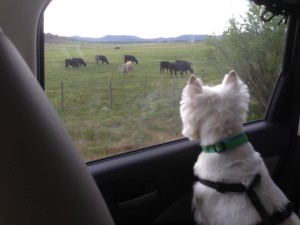 Tess discovers her first cow.